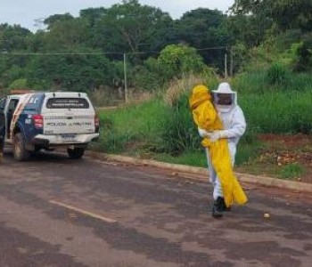 Ataque de abelhas deixa 9 pessoas feridas, incluindo beb� de 4 meses, em MT